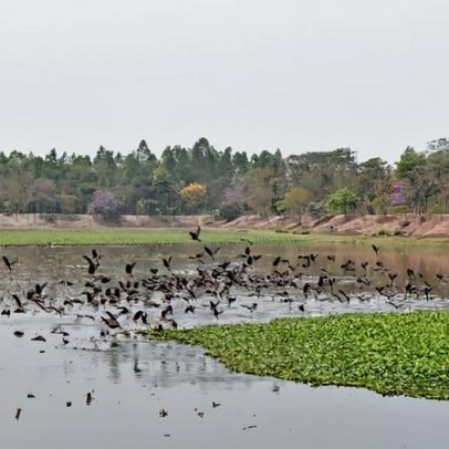 Engenheiro reabilita pântanos degradados em Bangladesh atingido pela seca