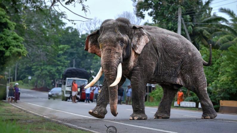 Viver com a vida selvagem implica custos para comunidades