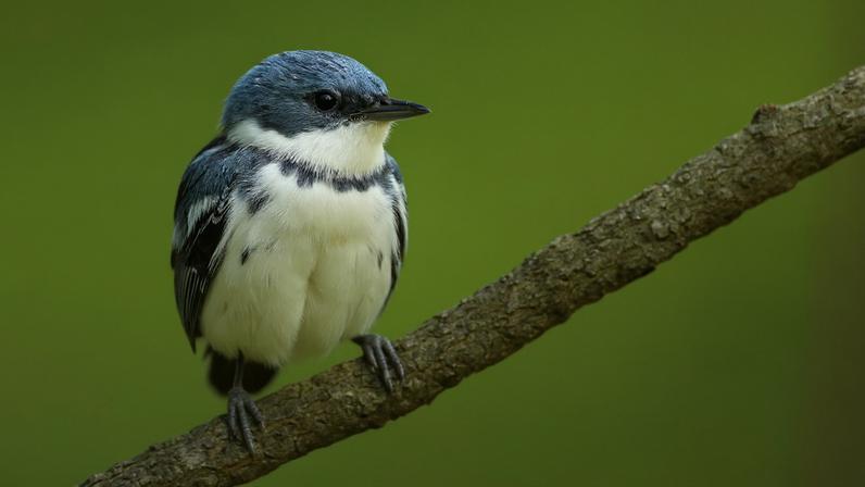 The cerulean warbler, a near-threatened species, breeds in North America and migrates thousands of miles to winter in the Andes Mountains of South America. It also makes stopovers all along the way. Image courtesy of Luke Seitz via Cornell Lab of Ornithology.