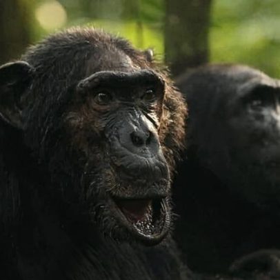 Guerra entre chimpanzés acompanha divisão rara em parque nacional na Uganda