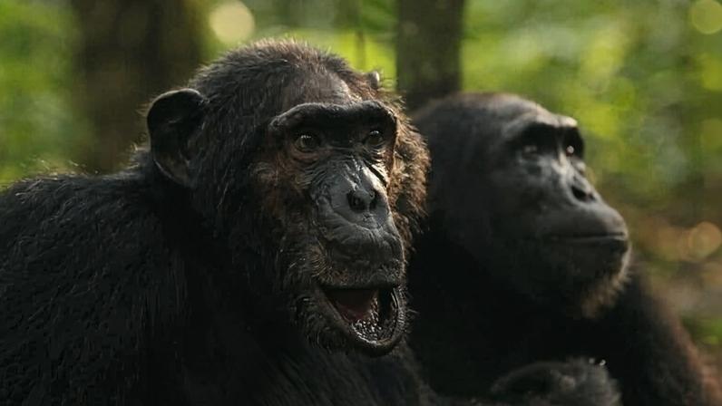 An older chimp, BF, was the last male to go between the two groups. Image by Aaron Sandel.