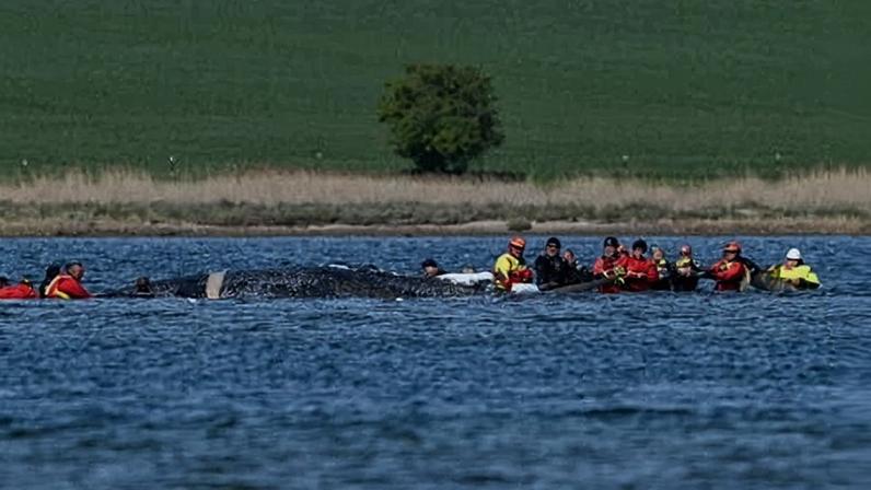 Resgate da baleia Timmy na Alemanha recebe autorização