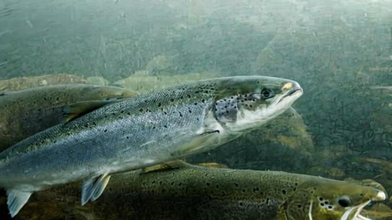 Atlantic salmon in a river