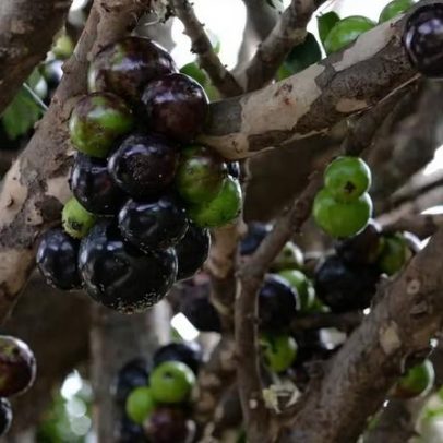 Jabuticaba entre as melhores frutas do mundo: o que a torna especial