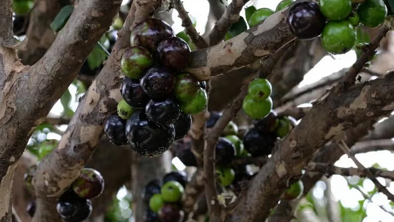 Jabuticaba — Foto: Neide Makiko Furukawa/Embrapa