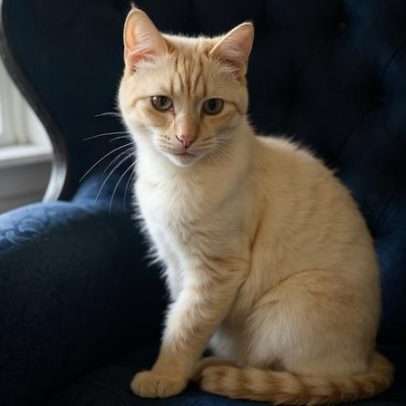 Família dos EUA reencontra gato perdido após sete anos