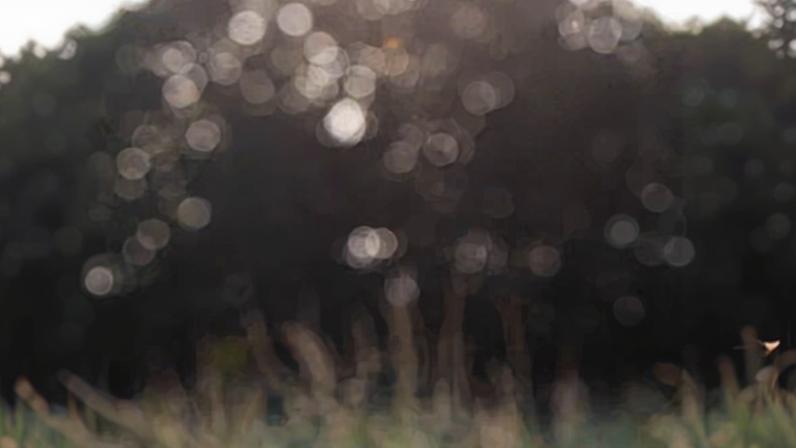 Mayflies live for a few days at best and are declining in Britain.