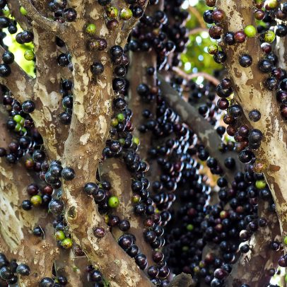 Três frutas brasileiras aparecem no ranking das 100 melhores do mundo
