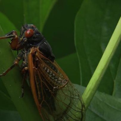Por que as cigarras fazem tanto barulho: explicação científica