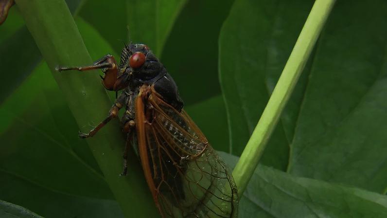 Por que as cigarras fazem tanto barulho: explicação científica