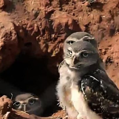 Conheça diferentes tipos de ninhos, abrigos e locais de proteção