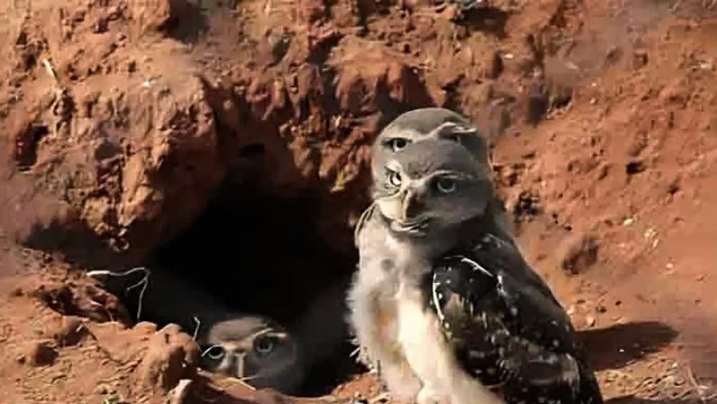 Conheça diferentes tipos de ninhos, abrigos e locais de proteção