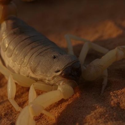 Animais no Brasil que causam mortes por envenenamento