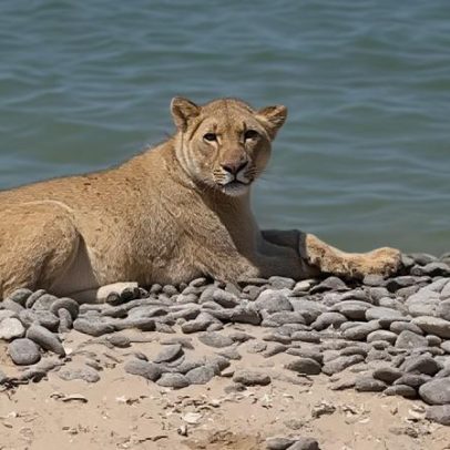 Leões abandonam dunas e aprendem a viver na praia