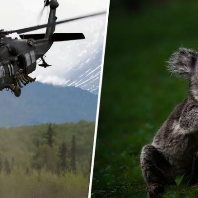 Austrália decide abater 750 animais por medidas de bem-estar