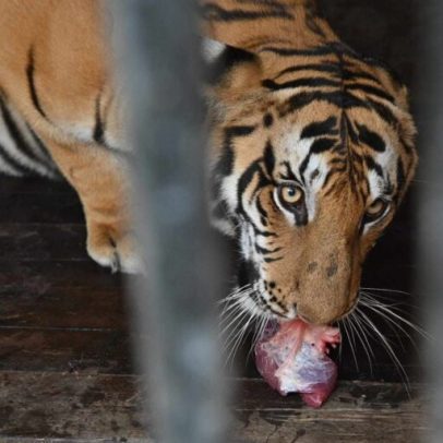 Especialistas alertam sobre plano do Nepal de abrir zoológicos privados