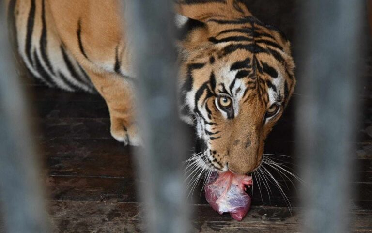 Especialistas alertam sobre plano do Nepal de abrir zoológicos privados