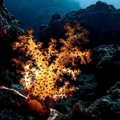 Guerra no Irã ameaça ecossistemas marinhos, alerta pesquisador