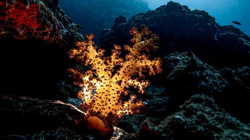 Contaminação do ambiente marinho poderá afetar todo o ecossistema da região