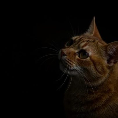 Plantas tóxicas para cães e gatos: quais evitar