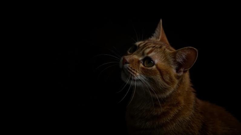 Plantas tóxicas para cães e gatos: quais evitar