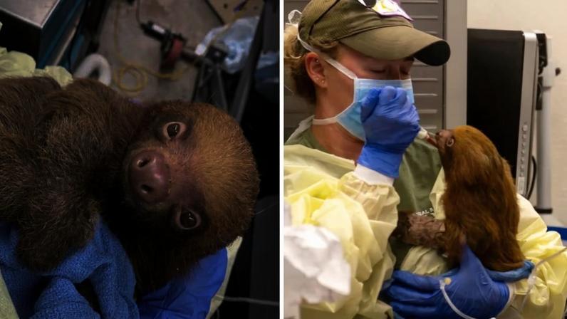 Morte de 31 animais leva ao resgate de 13 preguiças em atração turística