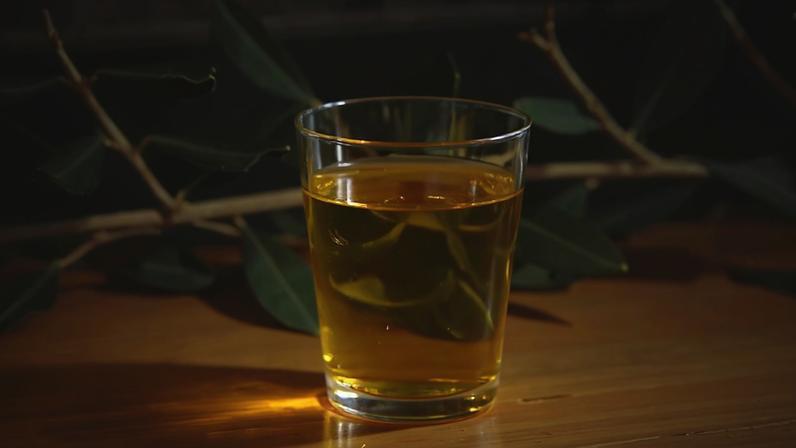 Colheita de azeitonas no RS aponta para produção histórica de azeite