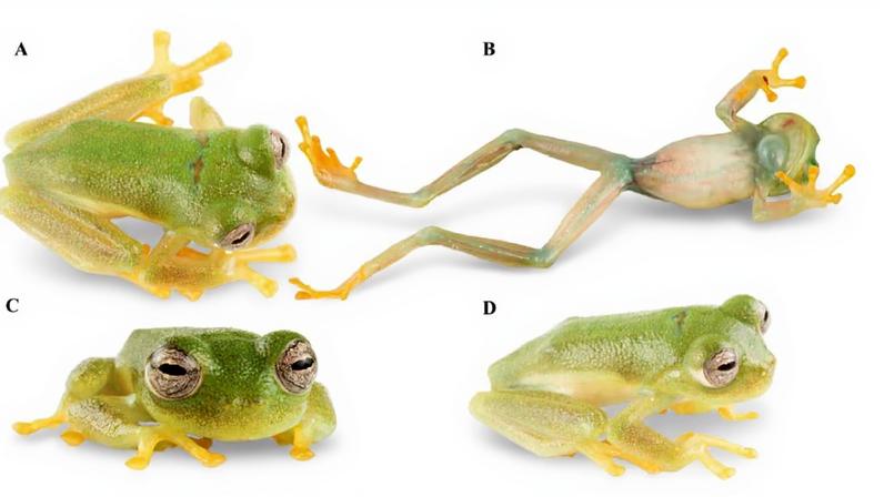 Exemplar vivo da espécie Nymphargus dajomesae em diferentes ângulos: dorsal, ventral, frontal e lateral (Imagem: Masache-Sarango et al., 2026, PLOS One, CC-BY 4.0)