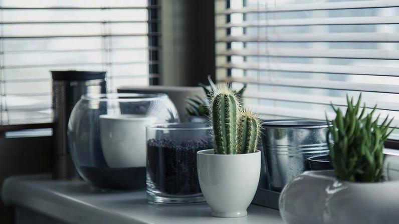 Plantas ideais para o ambiente doméstico: como escolher e cuidar