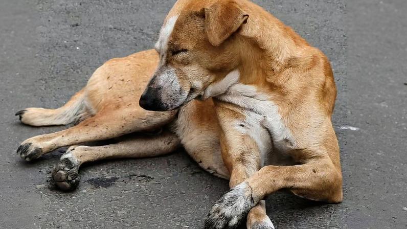 Cerca de 3 milhões de cães estão nas ruas do Marrocos