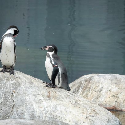 Aquário japonês revela dramas amorosos de pinguins
