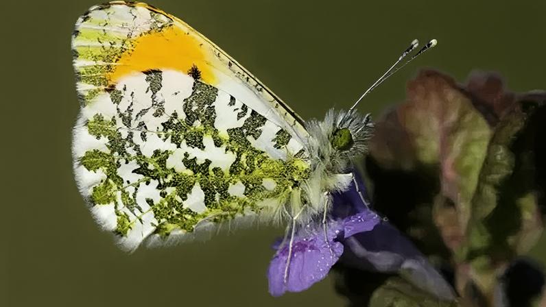 Números de borboletas caem, mas cinco espécies podem ficar mais comuns
