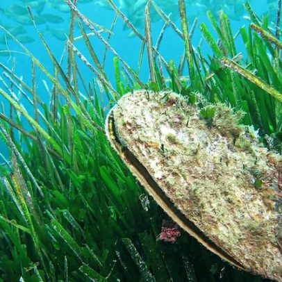 Cidade francesa reduz poluição marinha e ervas marinhas se recuperam