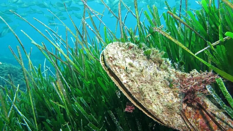 A fan mussel (*Pinna nobilis*) in a Neptune grass meadow. Image by Arnaud Abadie via Wikimedia Commons (CC BY 2.0).
