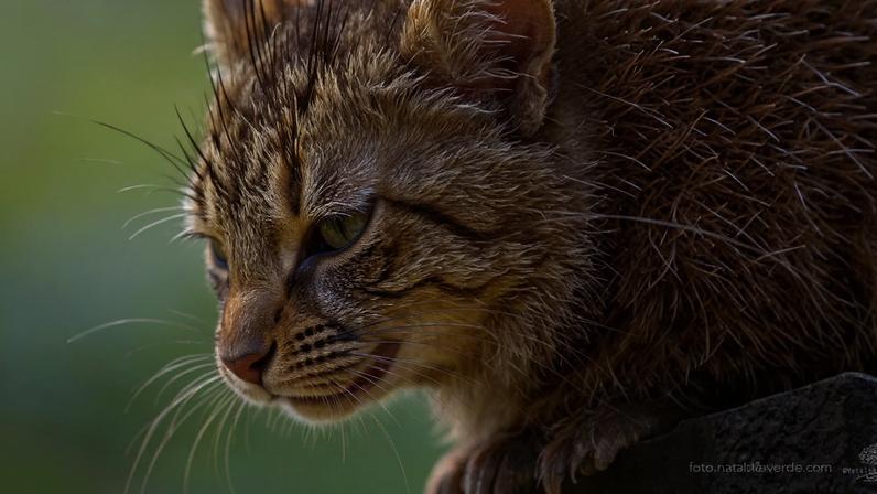 Metas globais 30×30 atrasadas; Colômbia mostra caminho para o progresso