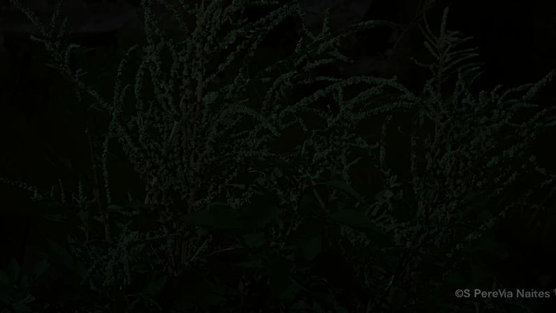Considerado uma erva-daninha, o caruru é uma das plantas comestíveis espontâneas mais comuns no Brasil, sendo um superalimento nutritivo e versátil