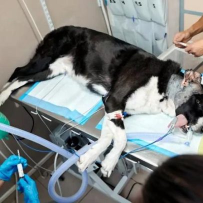 POA abre concurso para farmacêutico e veterinário com salários até R$9,5 mil