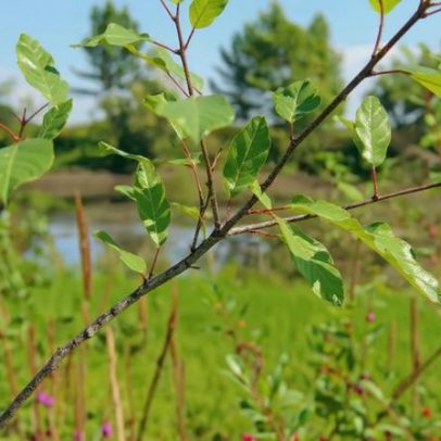 Frângula: usos, benefícios e como fazer o chá da planta