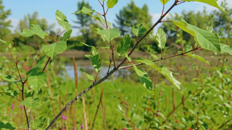 A frângula é uma planta medicinal tradicional usada para auxiliar o funcionamento do intestino