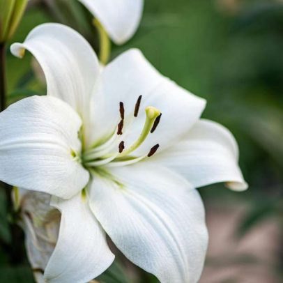 Lírio-da-paz: dicas práticas para fazer a planta florescer