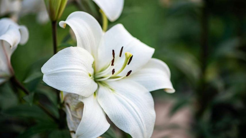 Saiba como florir lírio