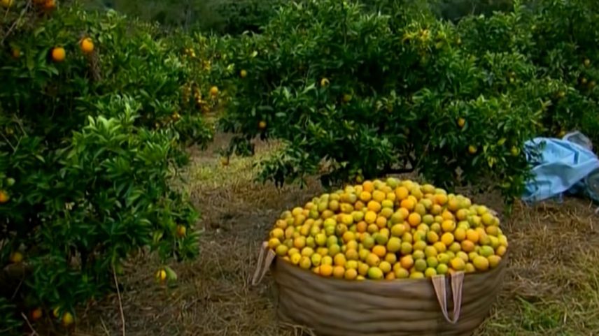 A safra da laranja de 2025/26 teve crescimento em relação a anterior