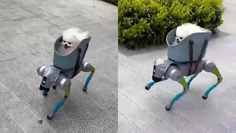 Robô autônomo leva cachorro para passeio e impressiona pela precisão (Imagem: Reprodução/ Redes sociais)
