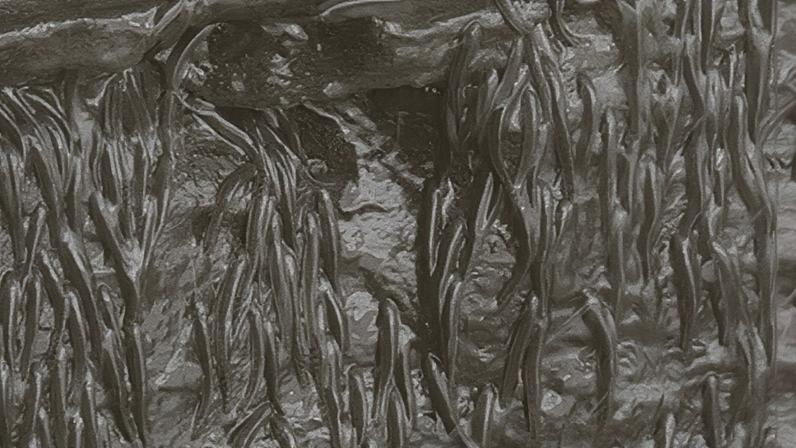 Estudo é o primeiro a conseguir registrar os peixes escalando