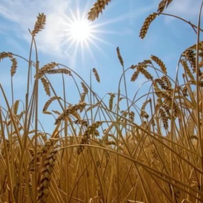 Sistemas alimentares globais em risco devido ao calor extremo, alerta ONU