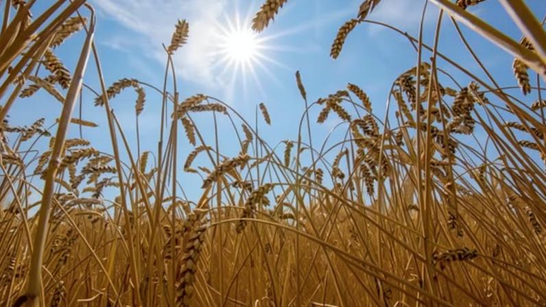 Sistemas alimentares globais em risco devido ao calor extremo, alerta ONU
