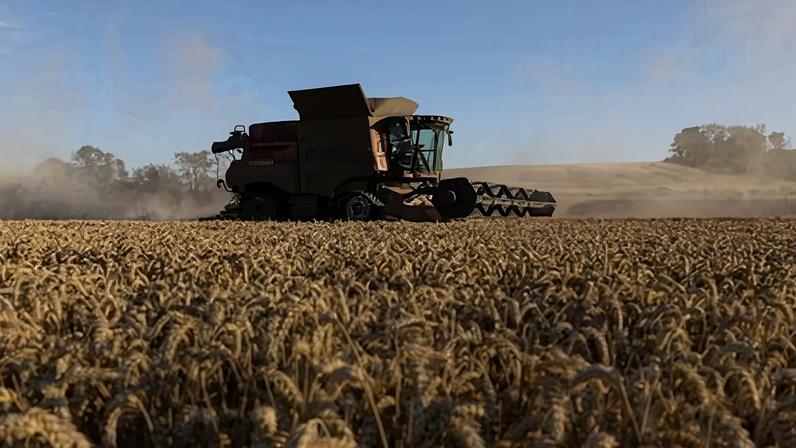A combine harvester harvesting wheat.