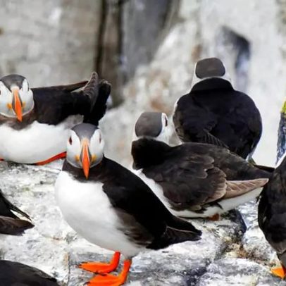 Aves exóticas: espécies curiosas e encantadoras no mundo aviar