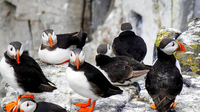 Aves exóticas: espécies curiosas e encantadoras no mundo aviar