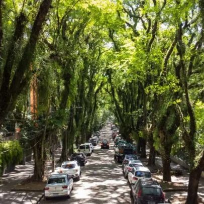 Porto Alegre recebe novamente o título da ONU de Cidade das Árvores do Mundo